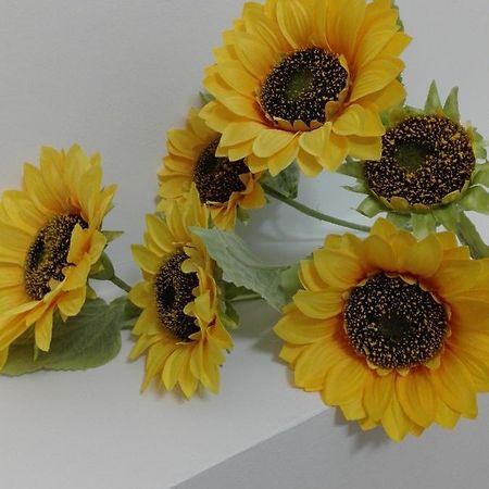 Girasole Grazioli 47 Bed & Breakfast Trento Bagian luar foto