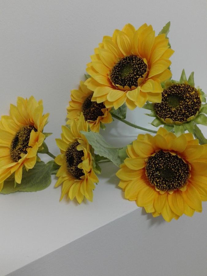 Girasole Grazioli 47 Bed & Breakfast Trento Bagian luar foto